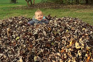 Playing in a big pile of leaves.