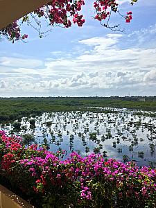 The marshland behind our complex.