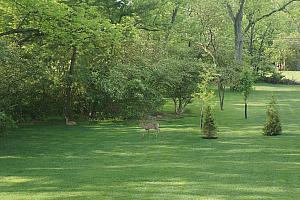 We caught these deer laying down sleeping in our backyard