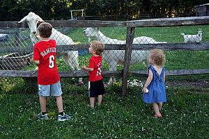 Feeding the goats