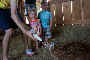 We had a special visitor for the weekend - a rescued baby deer was living in the barn on the property. We got to bottle feed him! I got a big kick out of it.