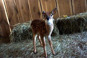 Hello mister deer!