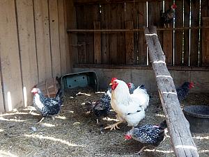 Also living in the barn were a dozen hens, providing us with a free dozen eggs every day! And a male rooster to provide security, ha.