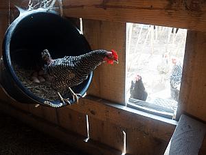 Hen getting ready to escape the coop