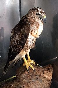 Hello there giant hawk in a cage in the garage!