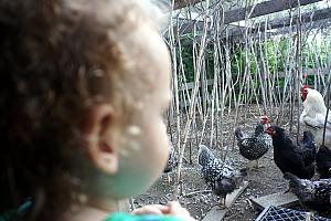 Checking out the hens and rooster