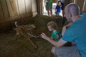 Feeding the baby deer - so much fun!