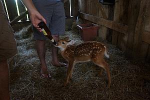 Baby deer is THIRSTY