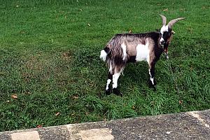 Hello Goat! We found a couple goats in a park near the Louvre, tied up along a steep slope next to a creek, so they could eat the grass.