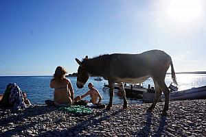 Why hello there, donkey. He has the run of the island, and came down to the beach to visit us.