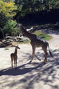 Giraffes