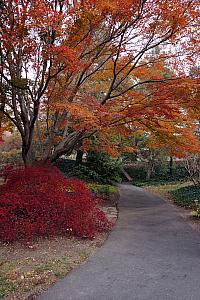 Fall foliage