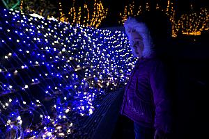 North Carolina Arboretum Winter Lights