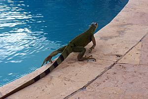 Friday, March 10: visiting one of the pools with our new friend Iggy  the iguana.