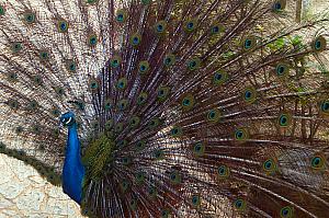 Hi Mr. Peacock.