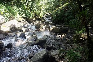 One more nature shot along the hike.