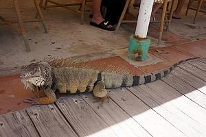 He seemed friendly enough, too! Kids were petting his tail and feeding him water.