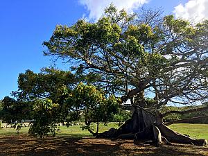 Wednesday, March 15: giant Ceibe tree