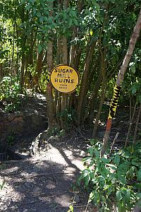 Visiting the ruins of a sugar mill on the island that has been abandoned since the 1930s and nature has reclaimed much of the space.