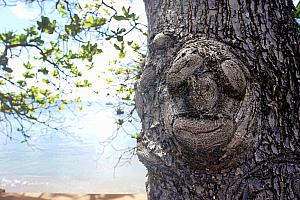 Funny face-looking knot in a ree