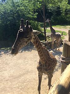 Feeding the giraffe