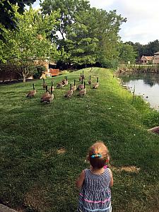 Visiting the Canadian geese