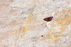 Checking out a butterfly