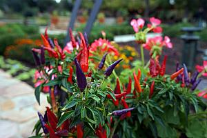 Ornamental peppers