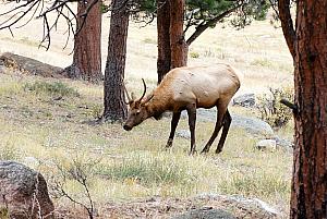 Elk