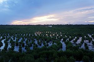 Looking out at the marshland