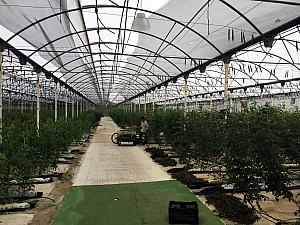 Visiting the tomato greenhouse on site