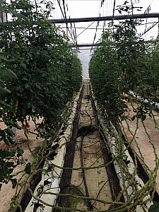 Apparently 40+ percent of the fruits and veggies we eat come from greenhouses on site.