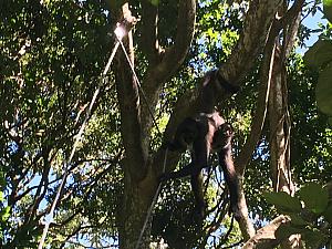 Visiting the spider monkeys