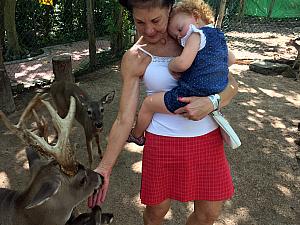 Feeding the deer