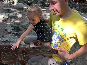 Baby deer are fun!