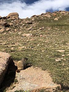 Hello marmot!