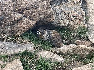 We spied a marmot!