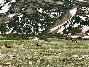 We found some elk at the mountain summit at the Alpine Visitor's Center