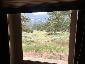 We regularly saw deer and female elk just outside our cabin's doors and windwos