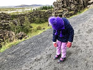 Pingvellir: Hiking along the tectonic plate fissure - showing North America and Europe. Capri was wiped out, ha. This is her signature "I'm done hiking" pose