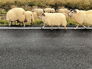 While driving on Highway 1, Iceland's primary highway (it circles the country/island), we passed hundreds of sheep getting rounded up from the countryside.