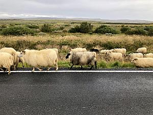 "In September the majority of farmers across the country will be herding their sheep from the plateaus of Iceland, which have been roaming freely in the wilderness throughout the whole summer. The sheep round-up is an annual event that most farmers look forward to as it will reveal the results of the quality of their years production." https://icelandictimes.com/rettir-the-yearly-sheep-round-ups/