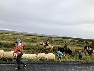 Sheep roundup